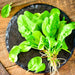 Spinach, French Viroflay, - BoxGardenSeedsLLC -Gourmet/Native Greens - Seeds