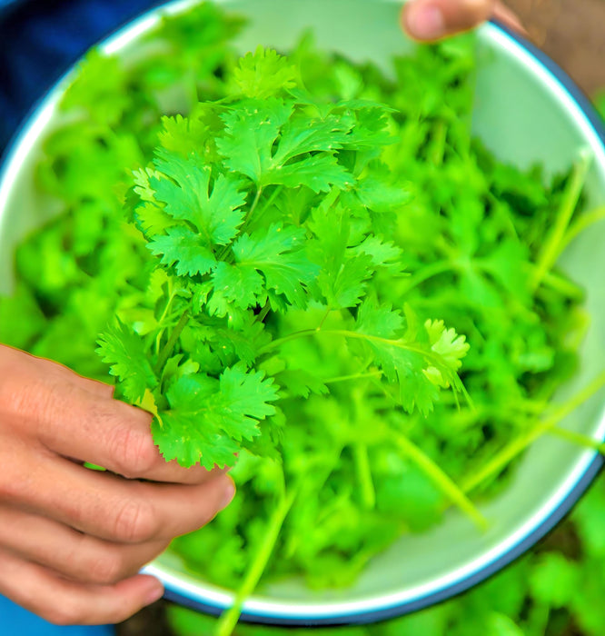 Cilantro Leisure, Culinary & Medicinal Herbs, -- BoxGardenSeedsLLC -Culinary/Medicinal Herbs - Seeds