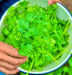 Cilantro Leisure, Culinary & Medicinal Herbs, -- BoxGardenSeedsLLC -Culinary/Medicinal Herbs - Seeds