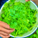 Cilantro Leisure, Culinary & Medicinal Herbs, - BoxGardenSeedsLLC -Culinary/Medicinal Herbs - Seeds