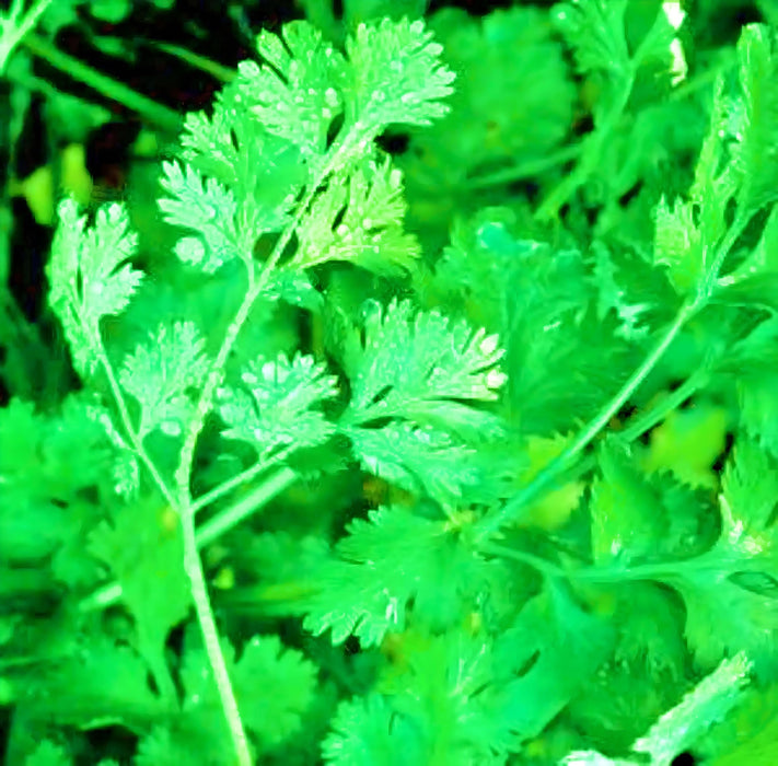 Cilantro Leisure, Culinary & Medicinal Herbs, -- BoxGardenSeedsLLC -Culinary/Medicinal Herbs - Seeds