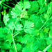 Cilantro Leisure, Culinary & Medicinal Herbs, - BoxGardenSeedsLLC -Culinary/Medicinal Herbs - Seeds