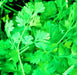 Cilantro Leisure, Culinary & Medicinal Herbs, -- BoxGardenSeedsLLC -Culinary/Medicinal Herbs - Seeds