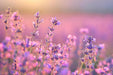 Vera Lavender, Culinary & Medicinal Herbs, -- BoxGardenSeedsLLC -Culinary/Medicinal Herbs - Seeds