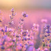 Vera Lavender, Culinary & Medicinal Herbs, - BoxGardenSeedsLLC -Culinary/Medicinal Herbs - Seeds