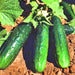 Spacemaster 80 Cucumber - BoxGardenSeedsLLC -Cucumbers - Seeds