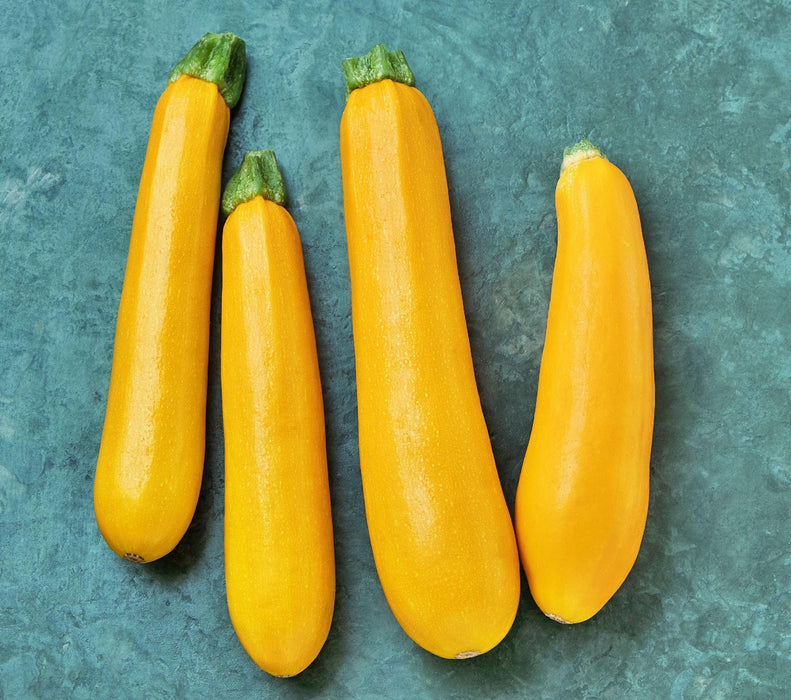 Zucchini Summer Squash, Seed Kit, - BoxGardenSeedsLLC -Squash,Pumpkins - Seeds