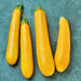 Zucchini Summer Squash, Seed Kit, - BoxGardenSeedsLLC -Squash,Pumpkins - Seeds