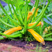 Zucchini Summer Squash, Seed Kit, - BoxGardenSeedsLLC -Squash,Pumpkins - Seeds