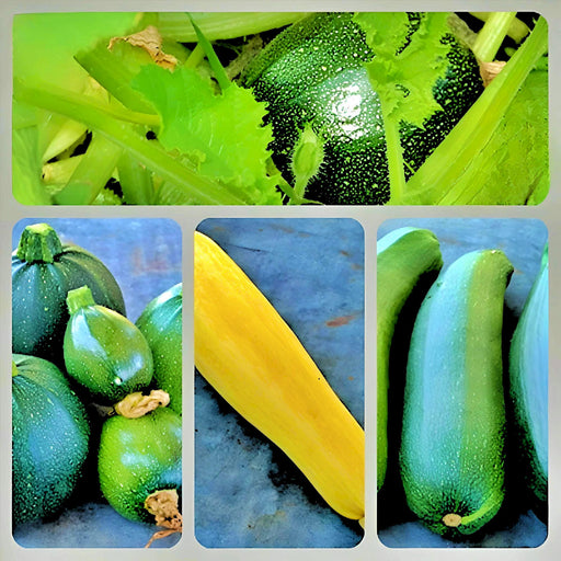 Zucchini Summer Squash, Seed Kit, - BoxGardenSeedsLLC -Squash,Pumpkins - Seeds