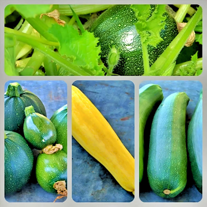 Zucchini Summer Squash, Seed Kit, -- BoxGardenSeedsLLC -Squash,Pumpkins - Seeds