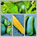 Zucchini Summer Squash, Seed Kit, - BoxGardenSeedsLLC -Squash,Pumpkins - Seeds