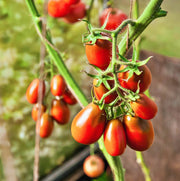 Red Pear, Tomato - BoxGardenSeedsLLC - Tomatoes,Tomatillos - Seeds - 