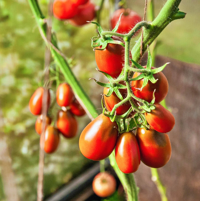 Red Pear, Tomato, -- BoxGardenSeedsLLC -Tomatoes,Tomatillos - Seeds