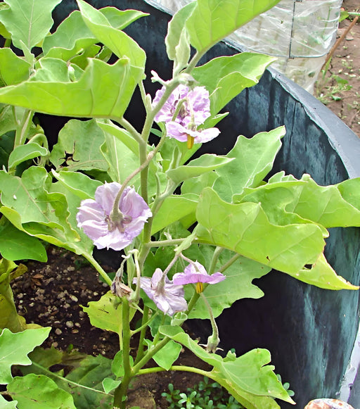 Black Beauty, Eggplant, -- BoxGardenSeedsLLC -Peppers,Eggplants - Seeds