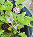 Black Beauty, Eggplant, -- BoxGardenSeedsLLC -Peppers,Eggplants - Seeds