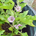 Black Beauty, Eggplant - BoxGardenSeedsLLC -Peppers,Eggplants - Seeds