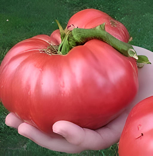 Ponderosa Red, Tomato, -- BoxGardenSeedsLLC -Tomatoes,Tomatillos - Seeds