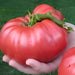 Ponderosa Red, Tomato, - BoxGardenSeedsLLC -Tomatoes,Tomatillos - Seeds