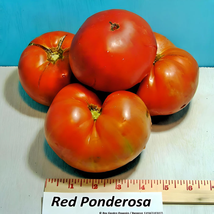 Ponderosa Red, Tomato, - BoxGardenSeedsLLC -Tomatoes,Tomatillos - Seeds