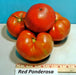 Ponderosa Red, Tomato, -- BoxGardenSeedsLLC -Tomatoes,Tomatillos - Seeds