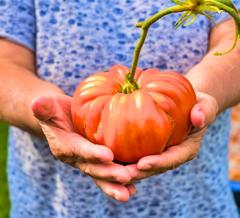 Ponderosa Red, Tomato, -- BoxGardenSeedsLLC -Tomatoes,Tomatillos - Seeds