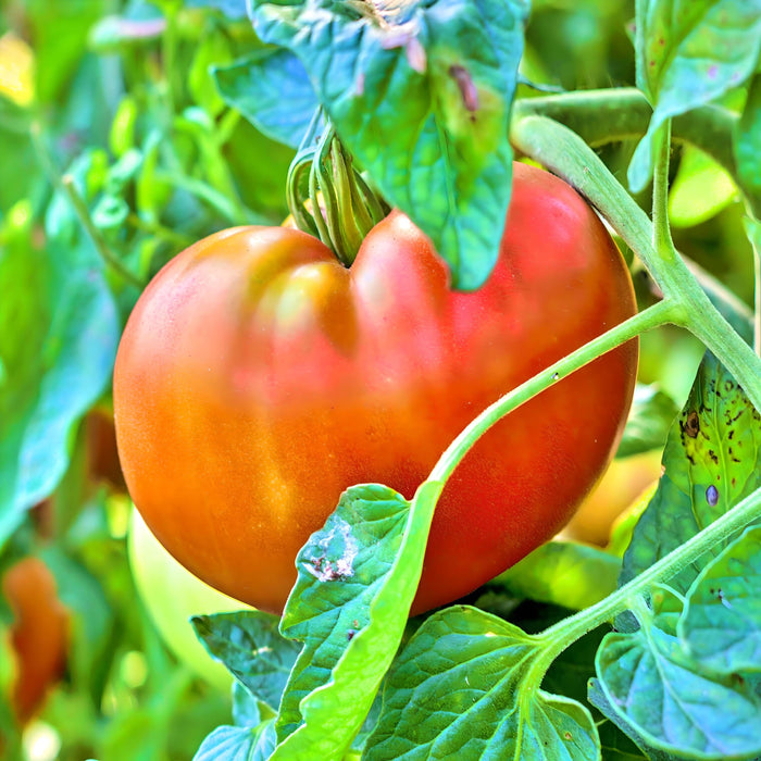 Ponderosa Red, Tomato, - BoxGardenSeedsLLC -Tomatoes,Tomatillos - Seeds