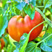 Ponderosa Red, Tomato, -- BoxGardenSeedsLLC -Tomatoes,Tomatillos - Seeds