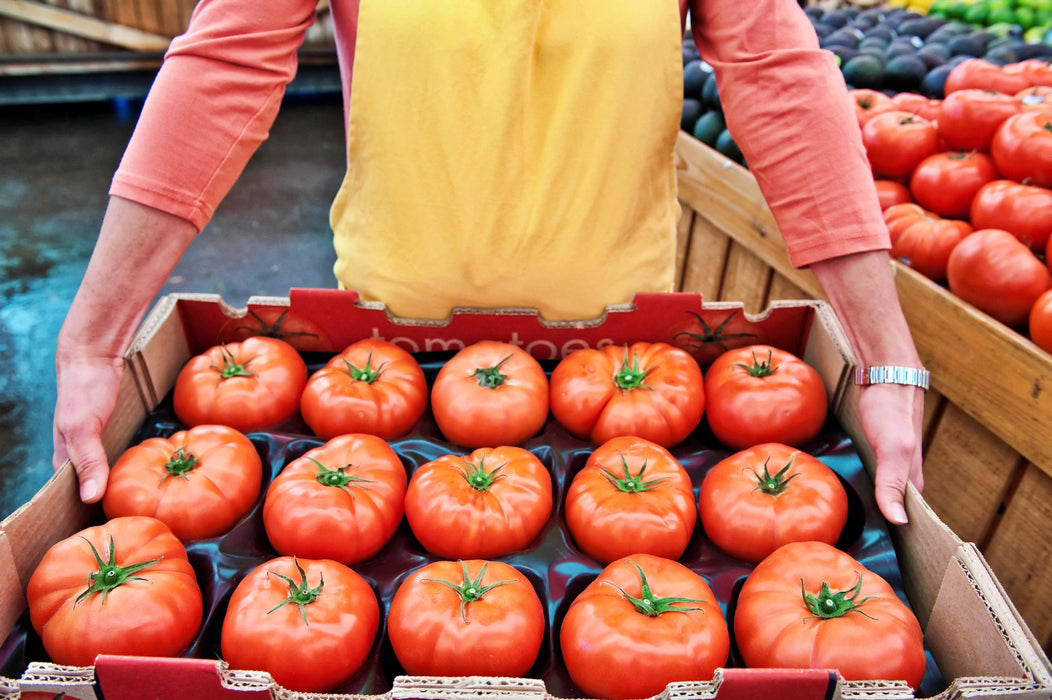 Ponderosa Red, Tomato, -- BoxGardenSeedsLLC -Tomatoes,Tomatillos - Seeds