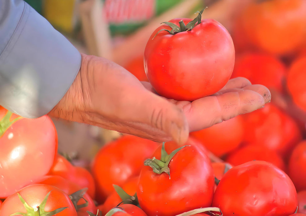 Nepal, Tomato, - BoxGardenSeedsLLC -Tomatoes,Tomatillos - Seeds