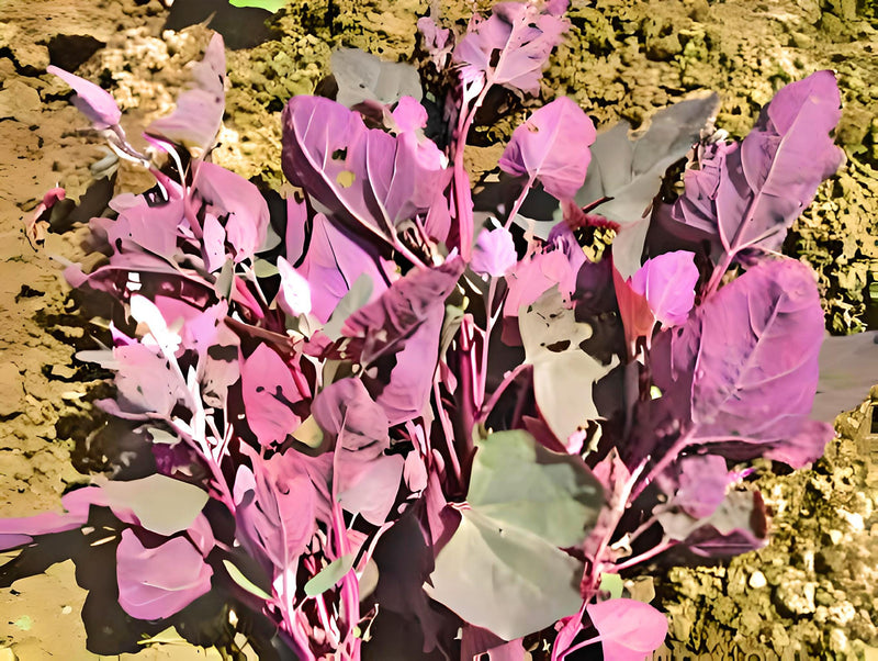 Orach Purple Mountain, Spinach - BoxGardenSeedsLLC - Gourmet/Native Greens - Seeds - USA Seller, Thank you for shopping here today, Naturally Grown GMO Free Seeds, Heirloom Open Pollinated Seeds, Fresh Top Quality Premium Seeds