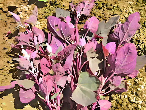 Orach Purple Mountain, Spinach, - BoxGardenSeedsLLC -Gourmet/Native Greens - Seeds