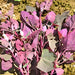 Orach Purple Mountain, Spinach, - BoxGardenSeedsLLC -Gourmet/Native Greens - Seeds