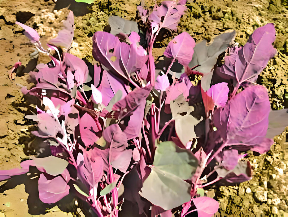 Orach Purple Mountain, Spinach, - BoxGardenSeedsLLC -Gourmet/Native Greens - Seeds