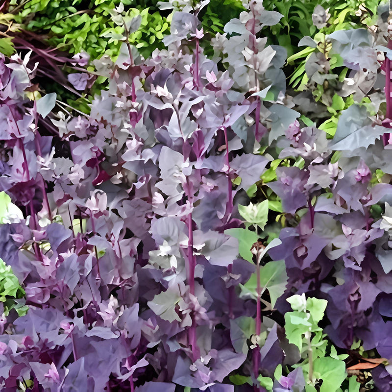 Orach Purple Mountain, Spinach - BoxGardenSeedsLLC - Gourmet/Native Greens - Seeds - USA Seller, Thank you for shopping here today, Naturally Grown GMO Free Seeds, Heirloom Open Pollinated Seeds, Fresh Top Quality Premium Seeds