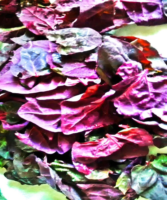 Orach Purple Mountain, Spinach, - BoxGardenSeedsLLC -Gourmet/Native Greens - Seeds