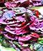 Orach Purple Mountain, Spinach, -- BoxGardenSeedsLLC -Gourmet/Native Greens - Seeds