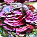 Orach Purple Mountain, Spinach, - BoxGardenSeedsLLC -Gourmet/Native Greens - Seeds