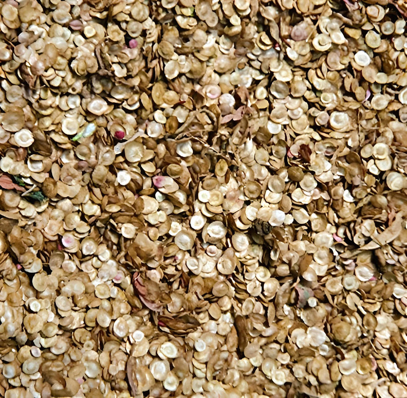 Orach Purple Mountain, Spinach - BoxGardenSeedsLLC - Gourmet/Native Greens - Seeds - USA Seller, Thank you for shopping here today, Naturally Grown GMO Free Seeds, Heirloom Open Pollinated Seeds, Fresh Top Quality Premium Seeds