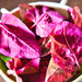 Orach Purple Mountain, Spinach, - BoxGardenSeedsLLC -Gourmet/Native Greens - Seeds