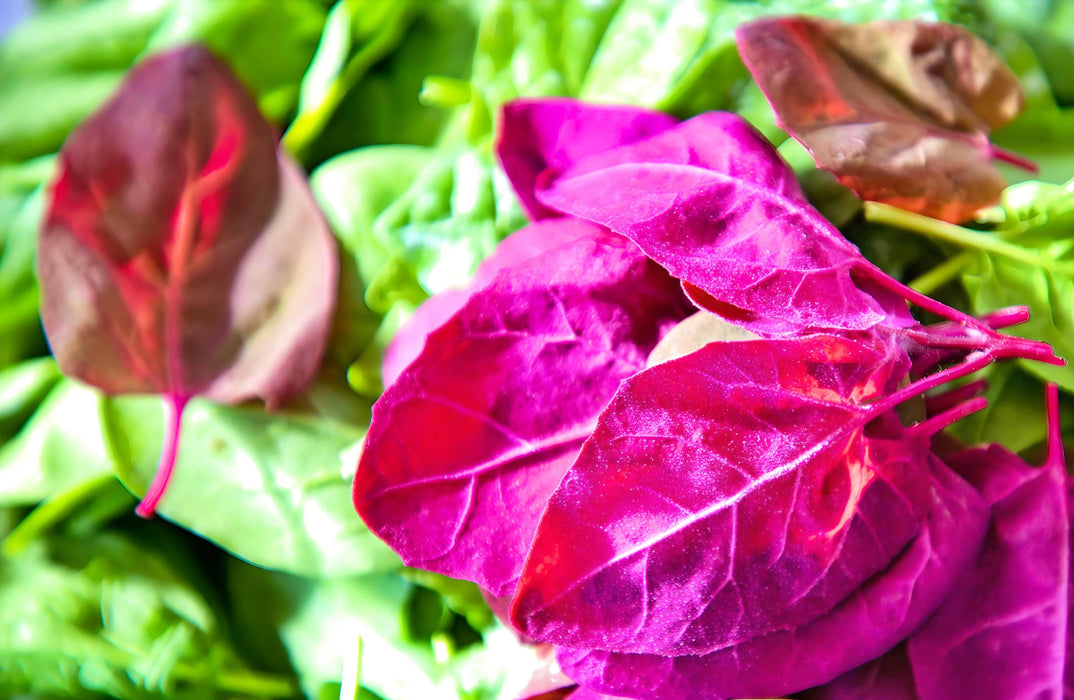 Orach Purple Mountain, Spinach, -- BoxGardenSeedsLLC -Gourmet/Native Greens - Seeds