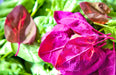 Orach Purple Mountain, Spinach, -- BoxGardenSeedsLLC -Gourmet/Native Greens - Seeds