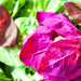 Orach Purple Mountain, Spinach, - BoxGardenSeedsLLC -Gourmet/Native Greens - Seeds