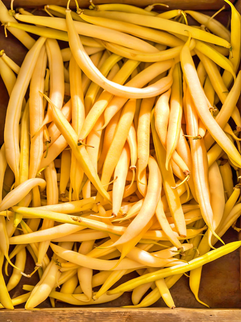 Gold Rush Wax, Bush Beans - BoxGardenSeedsLLC - Beans / Dry Beans - Seeds - USA Seller, Thank you for shopping here today, Naturally Grown GMO Free Seeds, Heirloom Open Pollinated Seeds, Fresh Top Quality Premium Seeds