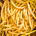 Gold Rush Wax, Bush Beans, - BoxGardenSeedsLLC -Beans / Dry Beans - Seeds