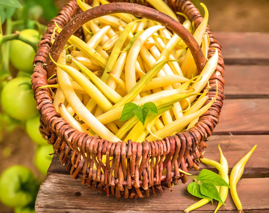 Gold Rush Wax, Bush Beans - BoxGardenSeedsLLC - Beans / Dry Beans - Seeds - USA Seller, Thank you for shopping here today, Naturally Grown GMO Free Seeds, Heirloom Open Pollinated Seeds, Fresh Top Quality Premium Seeds