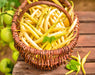 Gold Rush Wax, Bush Beans - BoxGardenSeedsLLC - Beans / Dry Beans - Seeds - USA Seller, Thank you for shopping here today, Naturally Grown GMO Free Seeds, Heirloom Open Pollinated Seeds, Fresh Top Quality Premium Seeds