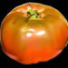 Cherokee Purple, Tomato, - BoxGardenSeedsLLC -Tomatoes,Tomatillos - Seeds