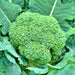 Broccoli, Green Calabrese, - BoxGardenSeedsLLC -Broccoli,Cauliflower - Seeds