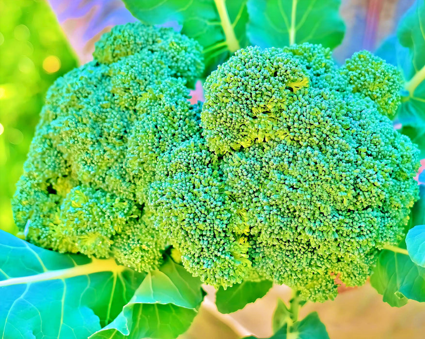 Broccoli, Green Calabrese, - BoxGardenSeedsLLC -Broccoli,Cauliflower - Seeds